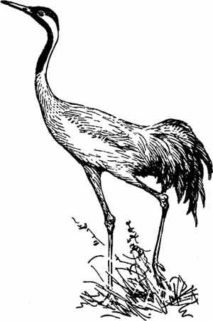 Иллюстрация к книге — Пернатые многоженцы [_14.jpg]