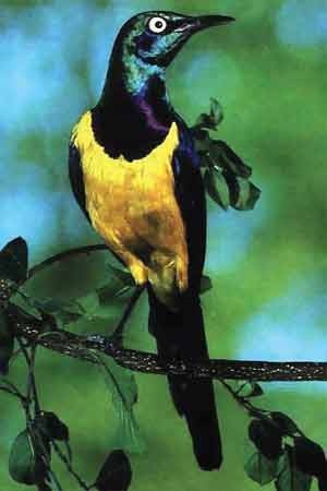 Иллюстрация к книге — Пернатые многоженцы [_141.jpg]