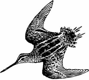 Иллюстрация к книге — Пернатые многоженцы [_18.jpg]