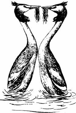 Иллюстрация к книге — Пернатые многоженцы [_21.jpg]