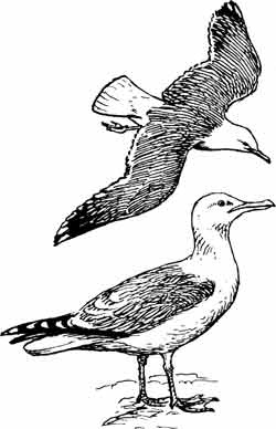 Иллюстрация к книге — Пернатые многоженцы [_23.jpg]