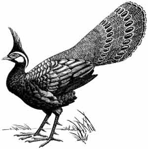 Иллюстрация к книге — Пернатые многоженцы [_29.jpg]