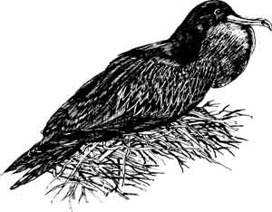 Иллюстрация к книге — Пернатые многоженцы [_30.jpg]