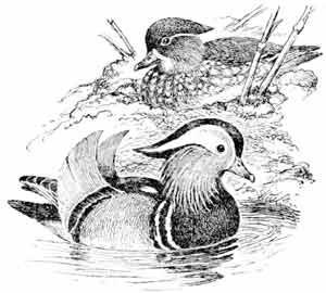 Иллюстрация к книге — Пернатые многоженцы [_32.jpg]