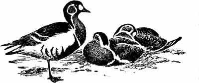 Иллюстрация к книге — Пернатые многоженцы [_33.jpg]