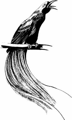 Иллюстрация к книге — Пернатые многоженцы [_36.jpg]