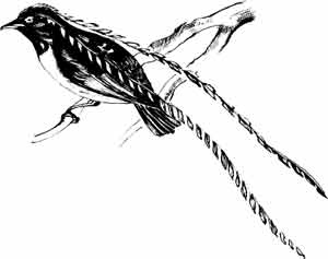 Иллюстрация к книге — Пернатые многоженцы [_37.jpg]