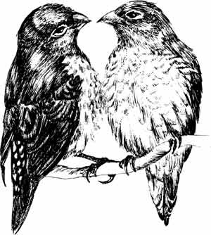 Иллюстрация к книге — Пернатые многоженцы [_42.jpg]