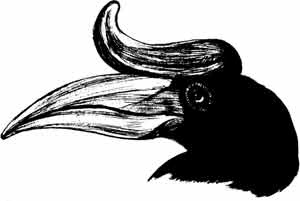 Иллюстрация к книге — Пернатые многоженцы [_43.jpg]