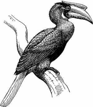 Иллюстрация к книге — Пернатые многоженцы [_44.jpg]