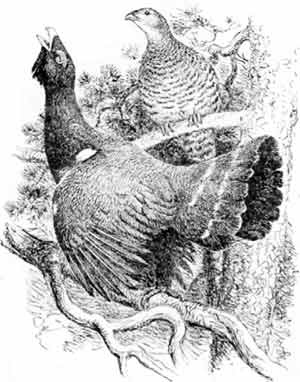 Иллюстрация к книге — Пернатые многоженцы [_47.jpg]