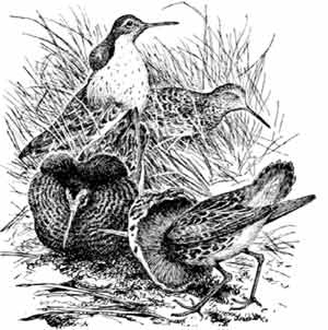 Иллюстрация к книге — Пернатые многоженцы [_50.jpg]