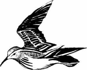 Иллюстрация к книге — Пернатые многоженцы [_51.jpg]