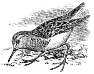 Иллюстрация к книге — Пернатые многоженцы [_52.jpg]