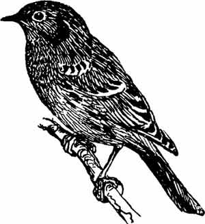 Иллюстрация к книге — Пернатые многоженцы [_53.jpg]