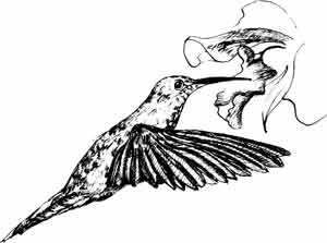 Иллюстрация к книге — Пернатые многоженцы [_58.jpg]