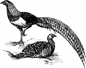 Иллюстрация к книге — Пернатые многоженцы [_60.jpg]