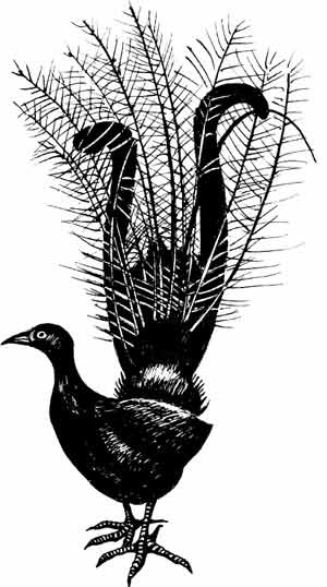 Иллюстрация к книге — Пернатые многоженцы [_61.jpg]