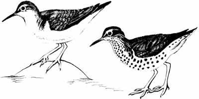 Иллюстрация к книге — Пернатые многоженцы [_62.jpg]