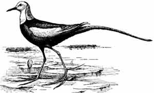 Иллюстрация к книге — Пернатые многоженцы [_63.jpg]