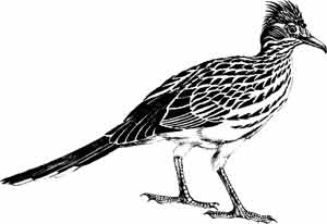 Иллюстрация к книге — Пернатые многоженцы [_64.jpg]