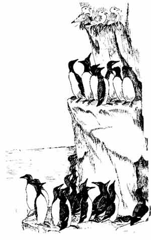 Иллюстрация к книге — Пернатые многоженцы [_68.jpg]