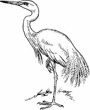 Иллюстрация к книге — Пернатые многоженцы [_69.jpg]