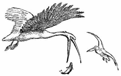 Иллюстрация к книге — Пернатые многоженцы [_70.jpg]