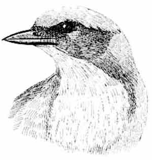 Иллюстрация к книге — Пернатые многоженцы [_71.jpg]