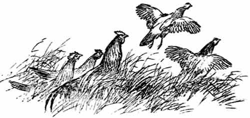 Иллюстрация к книге — Пернатые многоженцы [_75.jpg]