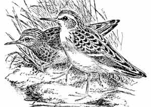 Иллюстрация к книге — Пернатые многоженцы [_76.jpg]