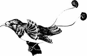 Иллюстрация к книге — Пернатые многоженцы [_78.jpg]