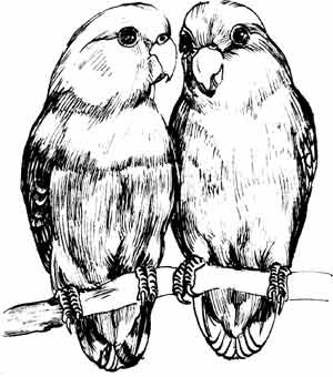 Иллюстрация к книге — Пернатые многоженцы [_80.jpg]