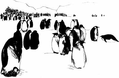 Иллюстрация к книге — Пернатые многоженцы [_83.jpg]