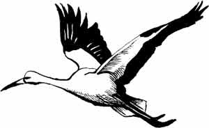 Иллюстрация к книге — Пернатые многоженцы [_84.jpg]