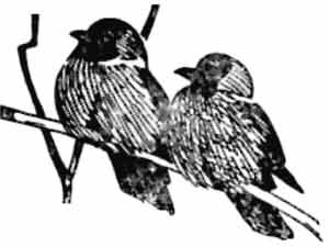 Иллюстрация к книге — Пернатые многоженцы [_87.jpg]