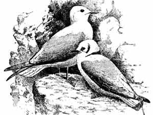 Иллюстрация к книге — Пернатые многоженцы [_88.jpg]