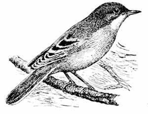 Иллюстрация к книге — Пернатые многоженцы [_97.jpg]