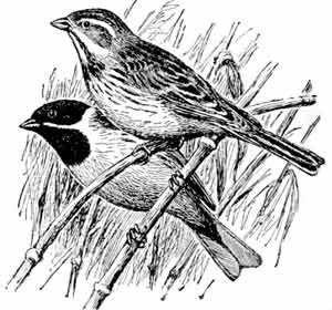 Иллюстрация к книге — Пернатые многоженцы [_99.jpg]