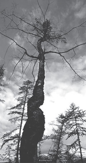 Иллюстрация к книге — Время после. Освенцим и ГУЛАГ: мыслить абсолютное зло [i_005.jpg]