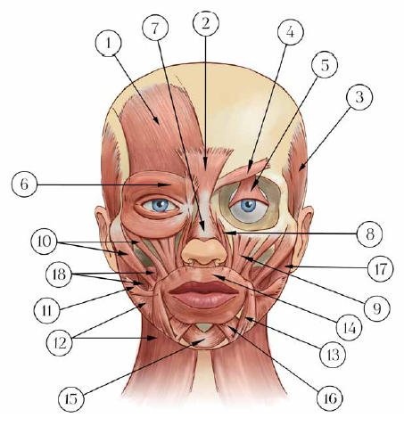 Иллюстрация к книге — Эколифтинг лица: как выглядеть на 10 лет моложе [i_050.jpg]