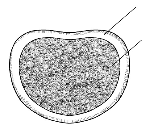 Иллюстрация к книге — Жизнь без боли в спине. Лечение сколиоза, остеопороза, остеохондроза, межпозвонковой грыжи без операции [i_005.jpg]