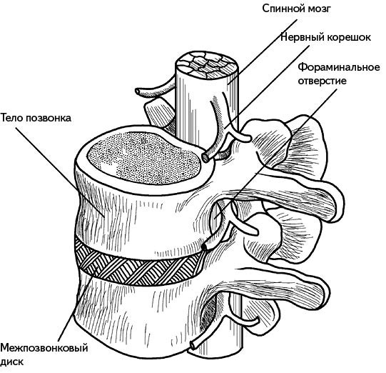 Иллюстрация к книге — Жизнь без боли в спине. Лечение сколиоза, остеопороза, остеохондроза, межпозвонковой грыжи без операции [i_007.jpg]