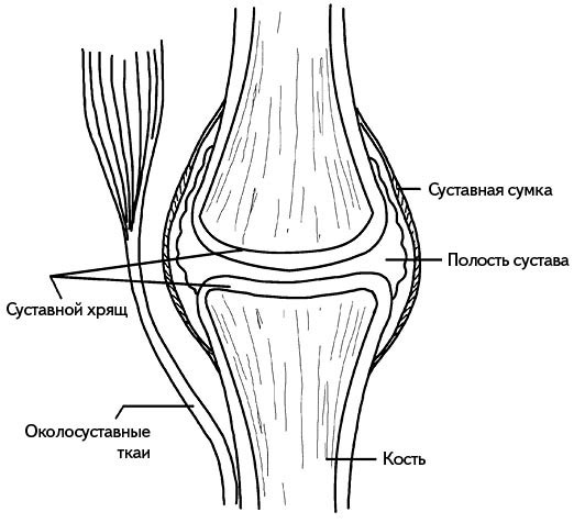 Иллюстрация к книге — Жизнь без боли в спине. Лечение сколиоза, остеопороза, остеохондроза, межпозвонковой грыжи без операции [i_158.jpg]