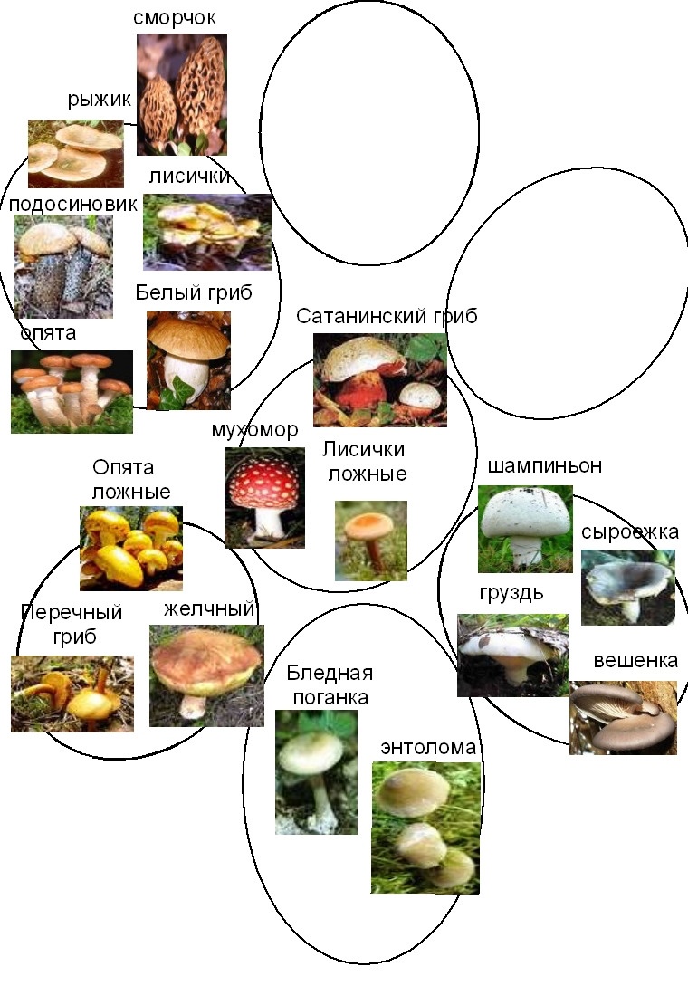 Иллюстрация к книге — Волновая диетология [image31_55ef2a2ebe14519465636bab_jpg.jpg]