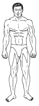 Иллюстрация к книге — Силовой тренинг. Как нарастить силу, занимаясь без тренера [i_066.jpg]