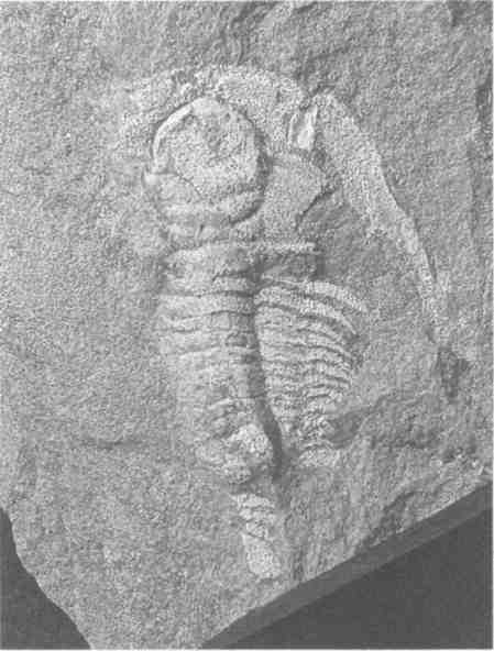 Иллюстрация к книге — Парнокопытные киты, четырехкрылые динозавры, бегающие черви... Новая палеонтология. Реальность, которая удивительнее фантазий [i_001.jpg]