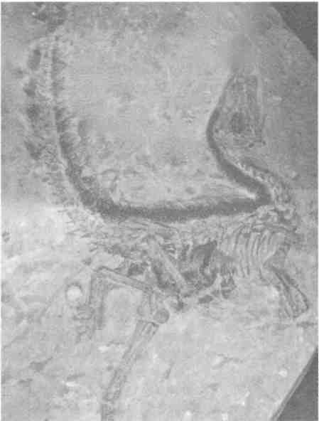 Иллюстрация к книге — Парнокопытные киты, четырехкрылые динозавры, бегающие черви... Новая палеонтология. Реальность, которая удивительнее фантазий [i_002.jpg]