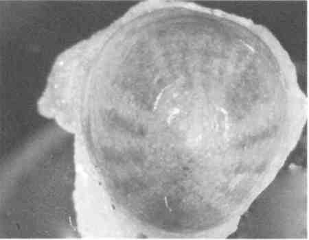 Иллюстрация к книге — Парнокопытные киты, четырехкрылые динозавры, бегающие черви... Новая палеонтология. Реальность, которая удивительнее фантазий [i_003.jpg]