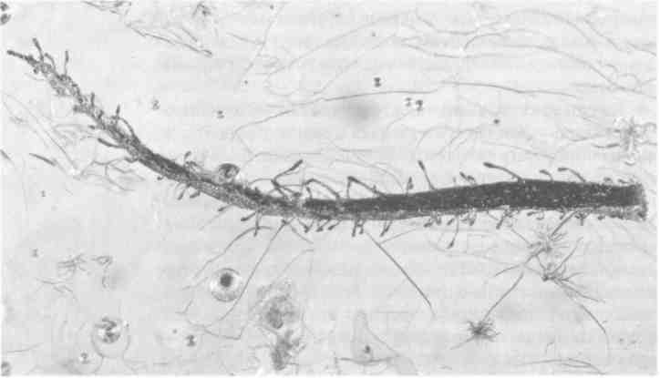 Иллюстрация к книге — Парнокопытные киты, четырехкрылые динозавры, бегающие черви... Новая палеонтология. Реальность, которая удивительнее фантазий [i_006.jpg]
